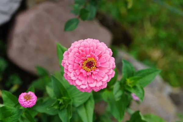 Coloridas Bellas Zinias Florecen Jardín —  Fotos de Stock