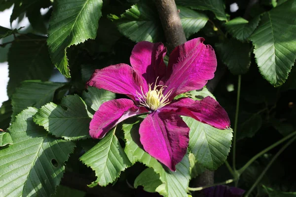 Flor Floreciente Primer Plano Aire Libre —  Fotos de Stock