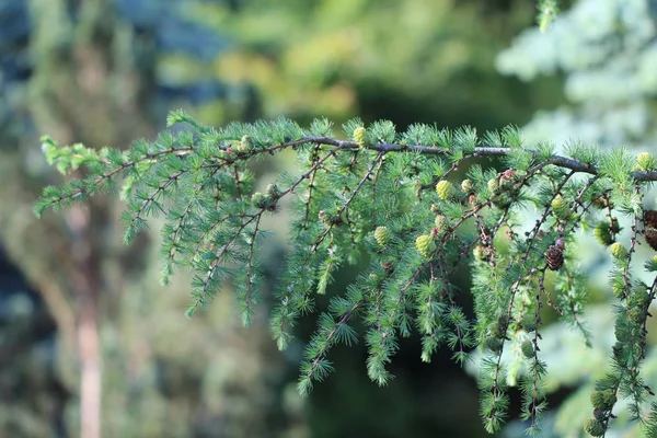 Rama de pino verde en el bosque de coníferas —  Fotos de Stock