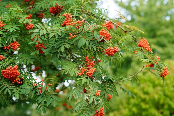 Herbstmotiv Reife Eberesche Auf Ästen — Stockfoto