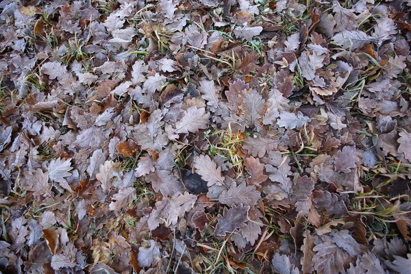 Ковер Осенних Листьев Падшие Осенние Листья Земле — стоковое фото