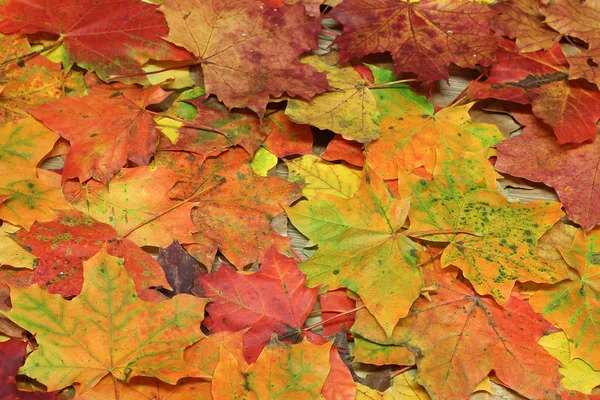 Konec Záběru Červených Podzimních Listů — Stock fotografie