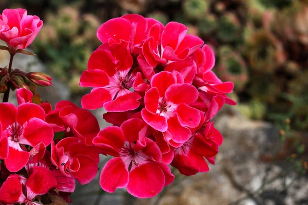 Red Beautiful Fresh Flowers Outdoors Close — Stock Photo, Image