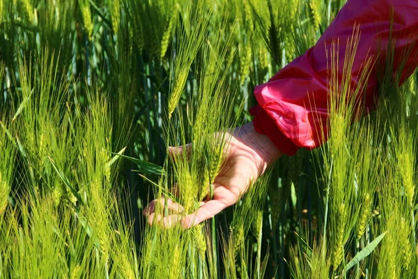 Vete Öron Hand Skörd Konceptet — Stockfoto