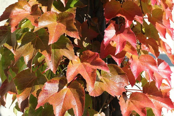 Nahaufnahme Von Roten Herbstblättern — Stockfoto