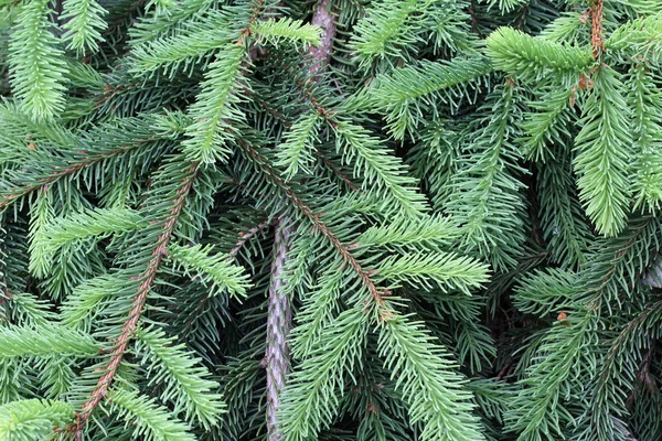 Grön tallgren i barrskogen — Stockfoto