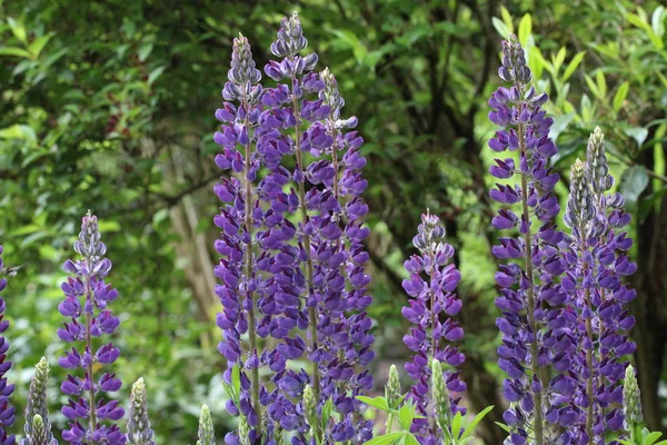 Fleurs Naturelles Bleues Fleurissant Extérieur — Photo