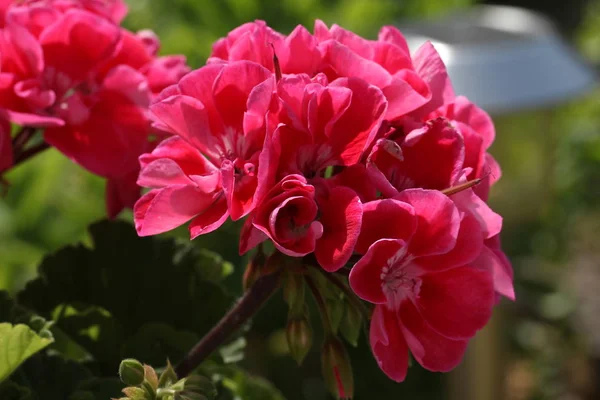 Czerwone Piękne Świeże Kwiaty Zewnątrz Zbliżenie — Zdjęcie stockowe
