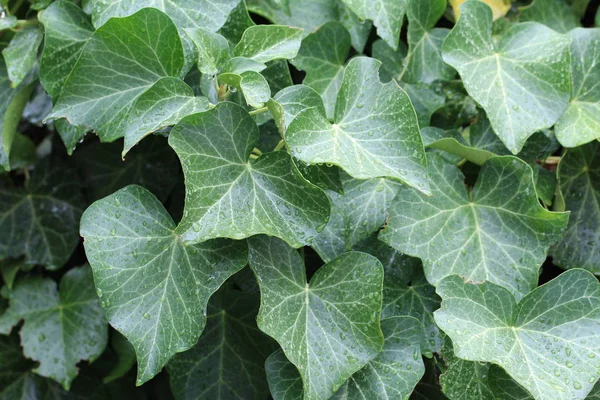 Groene planten groeien onder de bomen in het bos — Stockfoto