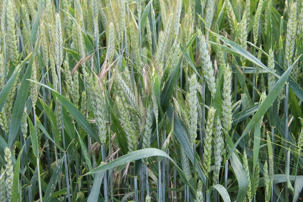 緑地の小麦の小冊子 — ストック写真