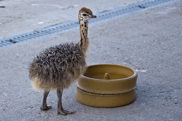 小さなダチョウ トラフの小さなダチョウ — ストック写真