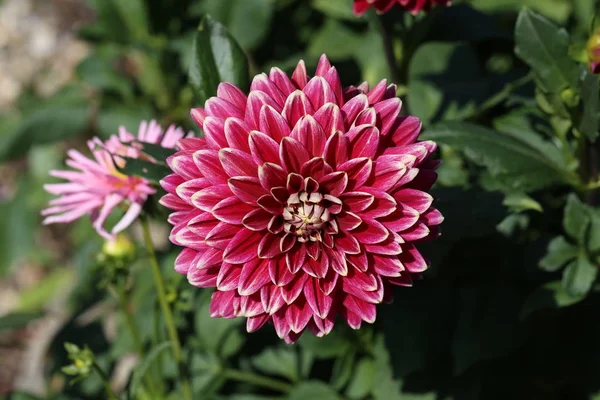 Floraison Fleur Close Extérieur — Photo