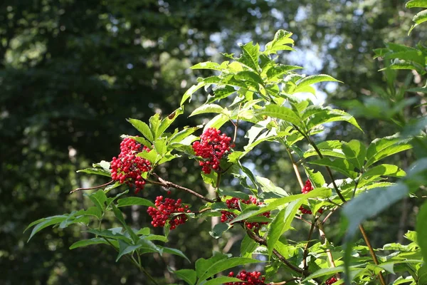 Bayas Rowan Hojas Ramas Árboles — Foto de Stock