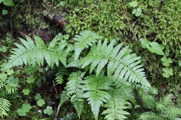 Selective Focus Beautiful Leaves — Stock Photo, Image