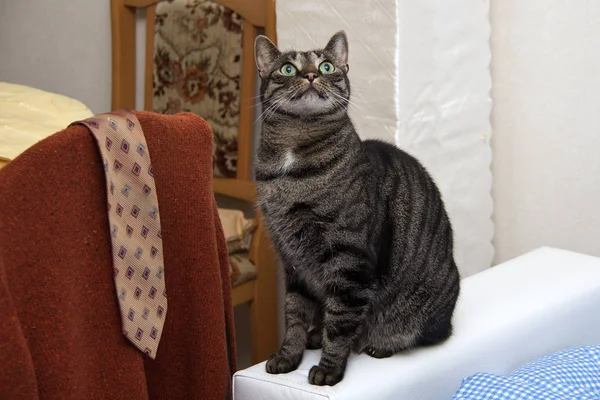 Lindo Gris Esponjoso Gato — Foto de Stock