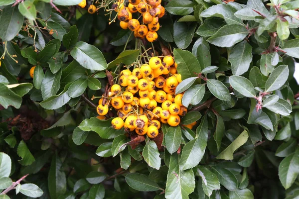 Outono Bagas Amarelas Nos Arbustos Birdberry — Fotografia de Stock