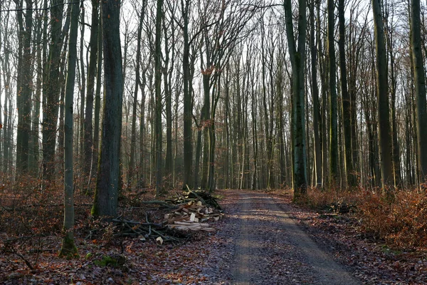 Güzel Ağaçlar Ile Pitoresk Orman — Stok fotoğraf