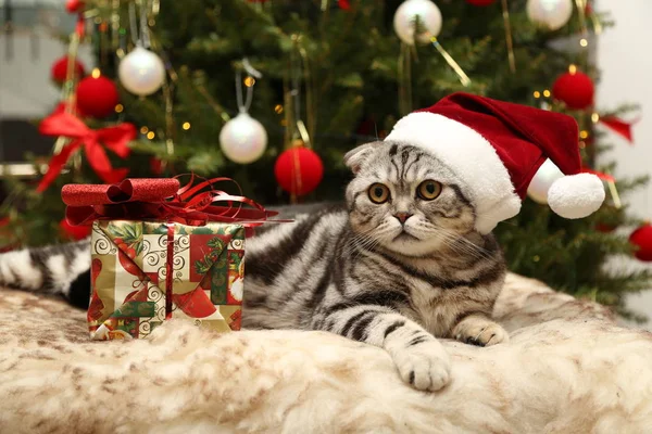 Забавна Кішка Різдвяному Капелюсі — стокове фото