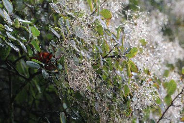 Çiğ. Ağaçların dalları üzerinde damla.