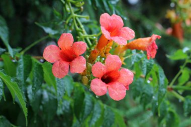 Kırmızı güzel taze çiçekler açık havada, yakın 