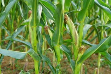 Tarlada yeşil yaprakları olan mısırlar, seçici odak