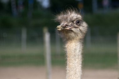 Devekuşu kafası / Devekuşu sahada kafa yakın.