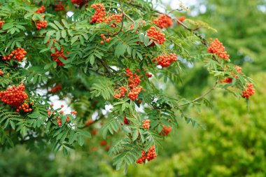Ağaç dallarında rowan meyveleri ve yaprakları