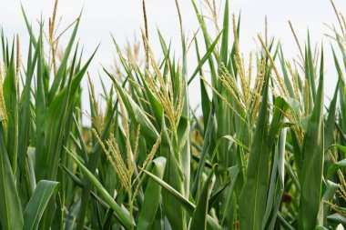 Tarlada yeşil yaprakları olan mısırlar, seçici odak