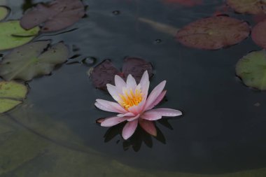 Nehir yüzeyinde nilüfer