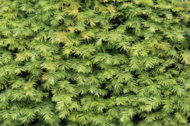 Orman veya bahçede yeşil yapraklar