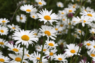Beyaz çiçeklenme çiçekler açık havada, çiçek kavramı