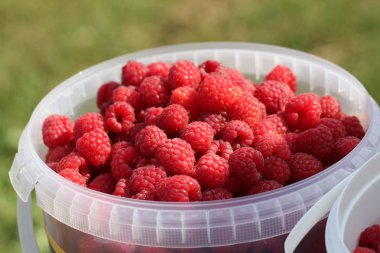 Plastik konteyner olgun lezzetli ahududu dolu 