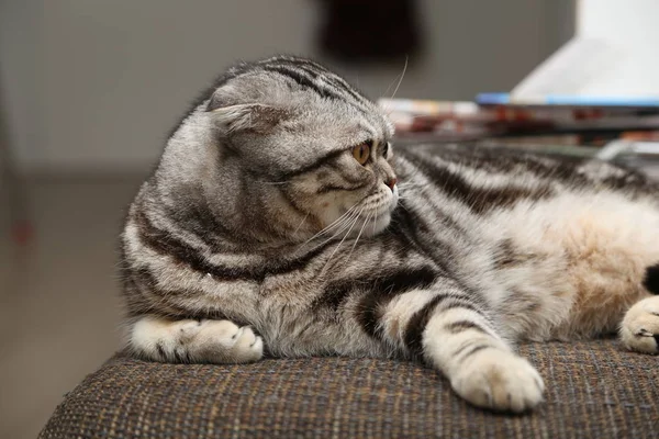 Lindo Gris Esponjoso Gato — Foto de Stock