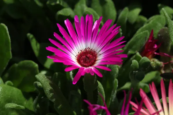 Macro Shoot Van Bloeiende Bloem — Stockfoto