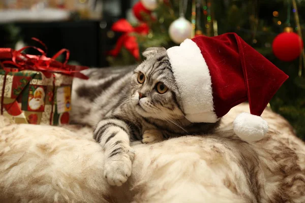 Αστεία Γάτα Στο Καπέλο Χριστουγέννων — Φωτογραφία Αρχείου
