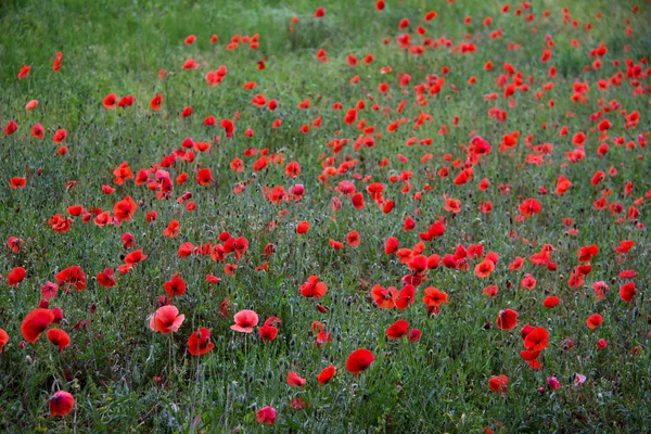 Czerwone Piękne Świeże Kwiaty Zewnątrz Zbliżenie — Zdjęcie stockowe