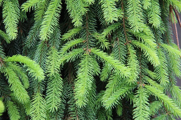 Branche de pin vert dans la forêt de conifères — Photo