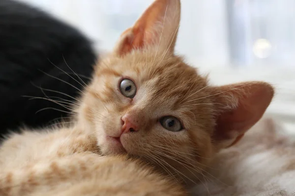 Little Adorable Ginger Kitty Close — Stock Photo, Image