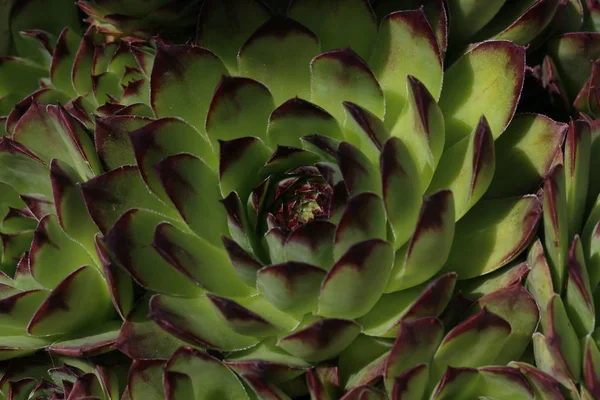 Selective Focus Beautiful Leaves — Stock Photo, Image