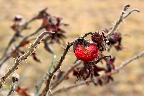 Last year's dried rose hips. Prickly branches of a wild rose