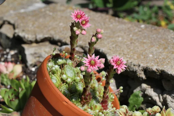 Sempervivum Charadzeae Houseleeks Vagy Örök Élet Tavaszi Kertben — Stock Fotó