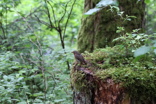 Forest bird / A little bird sitting on an old tree stump