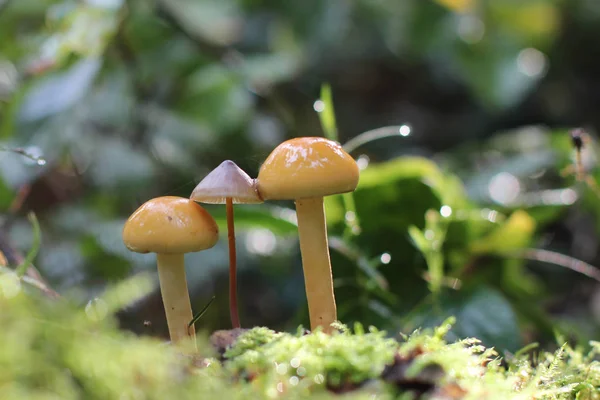 Ciuperci Pădure — Fotografie, imagine de stoc
