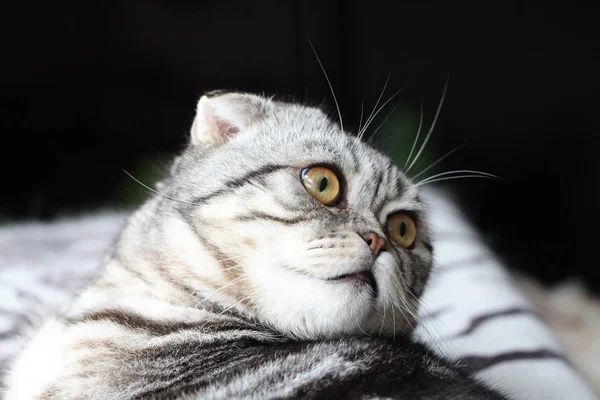 Lindo Gris Esponjoso Gato — Foto de Stock