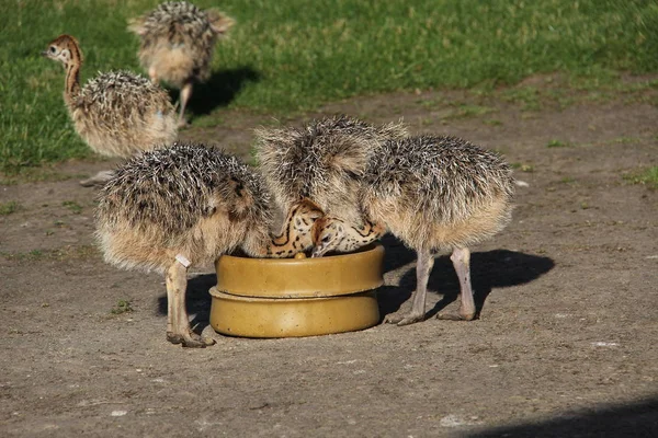 小さなダチョウ トラフの小さなダチョウ — ストック写真