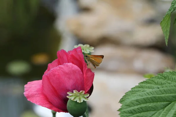 Hermosa mariposa bebe néctar de una flor —  Fotos de Stock