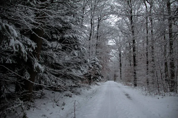 Bela Floresta Inverno Dia Ensolarado — Fotografia de Stock