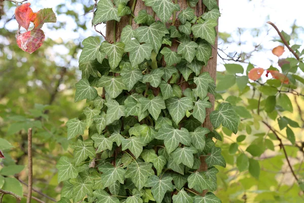 Ivy Arbustes Rampants Accrochés Leurs Racines Adventives Des Murs Troncs — Photo