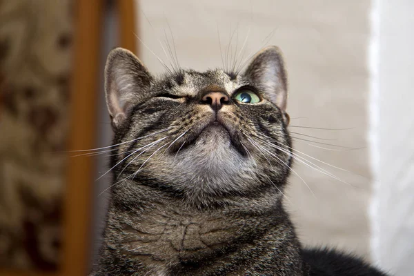 可爱的灰色蓬松猫 — 图库照片