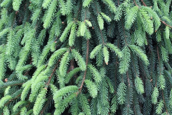 Зеленая сосновая ветвь в хвойных лесах — стоковое фото